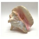 LG CONCH SHELL