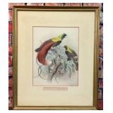 HANDCOLORED BIRDS OF PARADISE DG ELLIOT ART