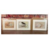 3 RICHARD A JOHNSON SEASHELL ART PRINTS