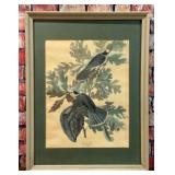 VINTAGE ENGRAVING CANADA JAY BIRDS R HAVELL