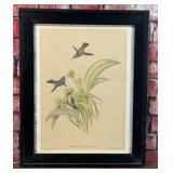 VTG GOULD RICHTER HUMMINGBIRD PRINT