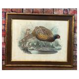 VTG JOSEPH WOLF PHASIANUS COLCHICUS LITHO