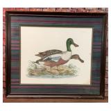VTG JOHN SELBY COMMON SHOVELER DUCK PRINT