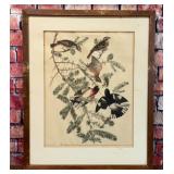 AUDUBON ART PRINT ROSE BREASTED GROSBEAK BIRDS