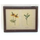 BOTANICAL PRINT FRAMED