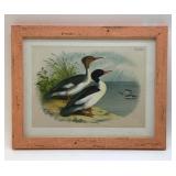 THE GOOSANDER PLATE XXV framed