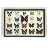 PRESERVED BUTTERFLY SPECIMENS DISPLAY
