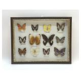 PRESERVED BUTTERFLY SPECIMENS DISPLAY