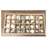 VTG SEASHELLS IN WOODEN DISPLAY COLLECTION
