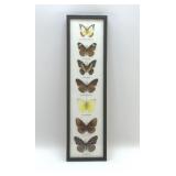PRESERVED, BUTTERFLY SPECIMENS DISPLAY