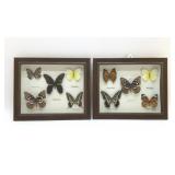 PRESERVED BUTTERFLIES SPECIMENS DISPLAYS