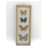PRESERVED BUTTERFLIES SPECIMENS DISPLAY