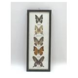 PRESERVED BUTTERFLIES SPECIMENS DISPLAY