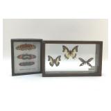 PRESERVED BUTTERFLY SPECIMEN DISPLAYS