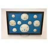 REAL SAND DOLLAR COLLECTION IN SHADOWBOX