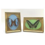 PRESERVED BUTTERFLY SPECIMENS DISPLAY