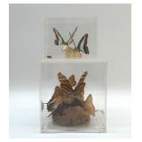 PRESERVED BUTTERFLY SPECIMENS IN PLASTIC CUBES