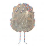 AUTHENTIC NATIVE AMERICAN BEADED TURTLE SHELL