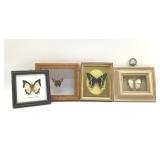 PRESERVED BUTTERFLY SPECIMENS DISPLAYS