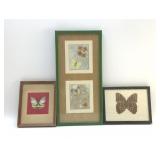 PRESERVED  BUTTERFLY SPECIMEN DISPLAYS