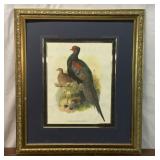 VTG FRAMED PHASIANUS VERSICOLOR PHEASANT PRINT
