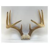 9 POINT DEER RACK