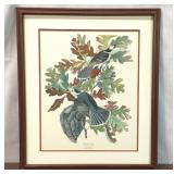 CANADA JAY FRAMED BOTANICAL