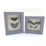 SPECIMEN BUTTERFLIES FRAMED IN A SHADOW BOX