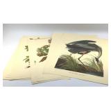 9 AUDUBON PRINT ENGRAVINGS