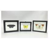 3 PIECES PRESERVED BUTTERFLY SPECIMENS ART