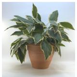 SILK PLANT AND A TERRA-COTTA POT