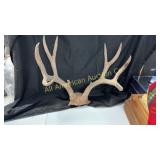 10 point antlers, 21' spread