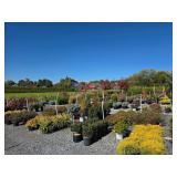 Freshly Dug b&b Material, Flowering & Shade Trees