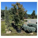 Huber Nurseries Inventory Reduction