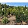 Huber Nurseries Inventory Reduction