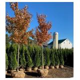 Huber Nurseries