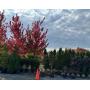 Huber Nurseries