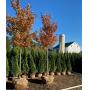 Huber Nurseries