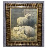 Framed print of Sheep, 22' x 26'