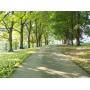 Tree Lined Entry to Residence