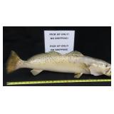 NO SHIP: Taxidermy Fish, Pick Up ONLY!
