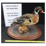 NO SHIP: Paul Provenzano Taxidermist Duck.