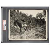 1943 U.S. Army Mule Pack, Italy PSA/DNA Type 1