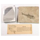 Fossil Fish Resin Paperweight