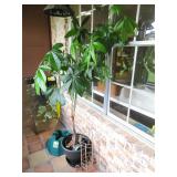 Live Plant, Christmas Tree Stand,