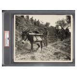 1943 U.S. Army Mule Pack, Italy PSA/DNA Type 1