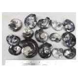 Goniatite Fossils Ammonite, $14 Shipping