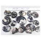 Goniatite Fossils Ammonite, $14 Shipping