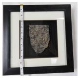 $19 SHIP: Shadow Box Framed Turritella