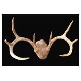 8 Point, 14' Wide Horns, $19 Shipping